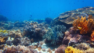 Light Pollution Is Probably Messing With Ocean Life